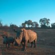 MTN And IBM IoT Technology Plans to Save The Planet One Rhino At A Time