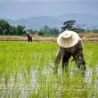 Alosfarm Begins Test for Datafarm, a new Big Data Platform for Nigerian Farmers