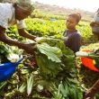 ReelFruit Gets Selected for Village Capital’s Agriculture Africa Accelerator