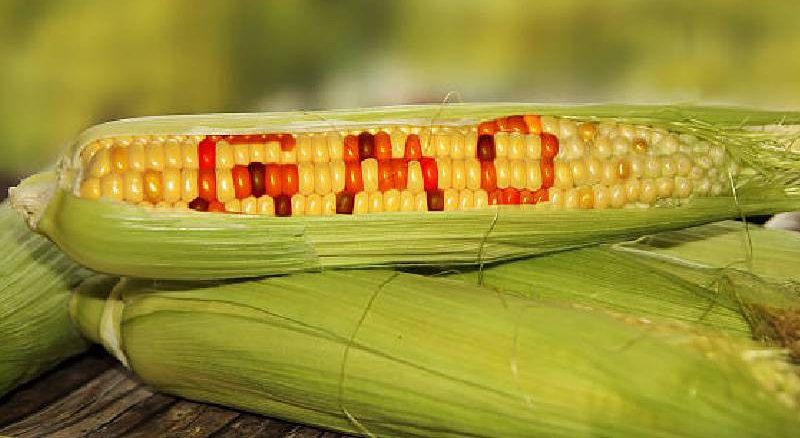 Nigerians have been eating GMO foods for decades, it did not kill anyone – Naija Farmer